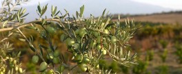 Oliwa z oliwek - boski smak, boskie działanie